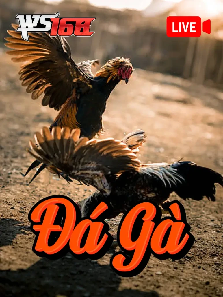 MAN88 Đá Gà Livestream
