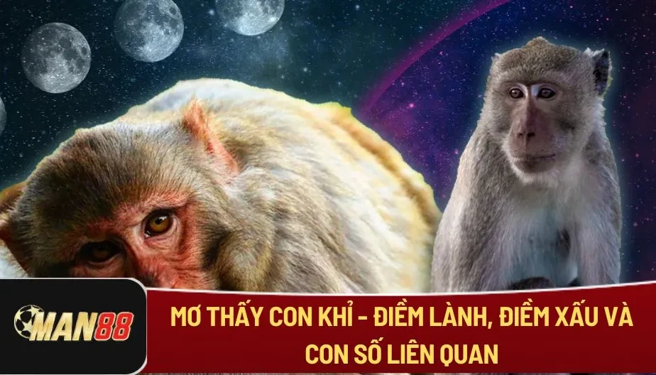 MAN88 Mơ Thấy Con Khỉ - Điềm Lành, Điềm Xấu Và Con Số Liên Quan