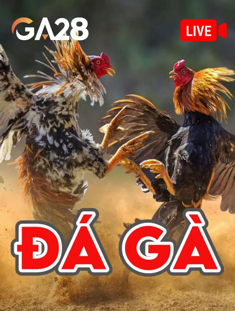 MAN88 Đá Gà Livestream